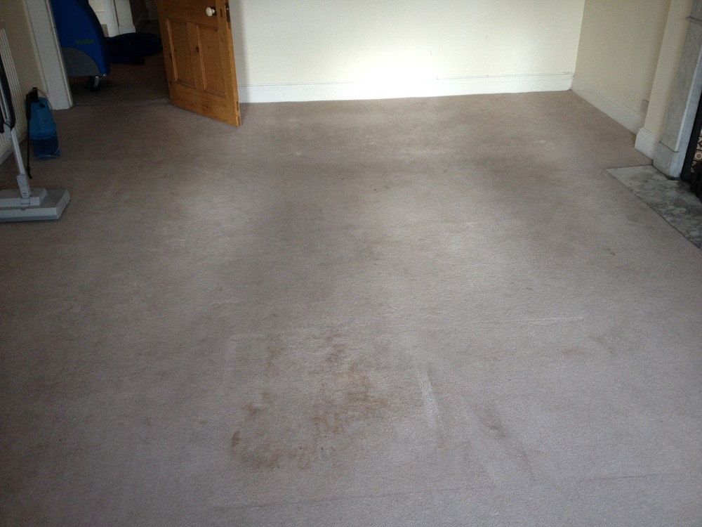 before cleaning tenants carpet
