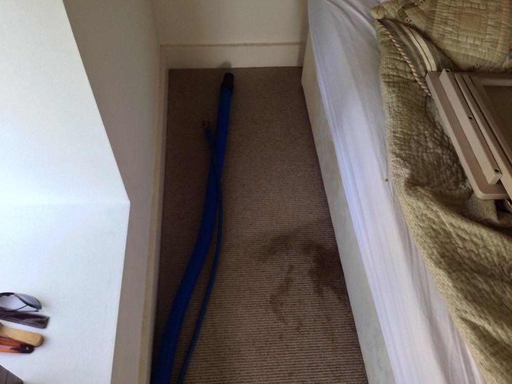 faeces stain on carpet