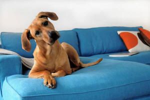 pet safe upholstery cleaning